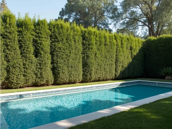 Muro de cerca viva para área de piscina com cerca viva alta e bem fechada garantindo privacidade e beleza natural.